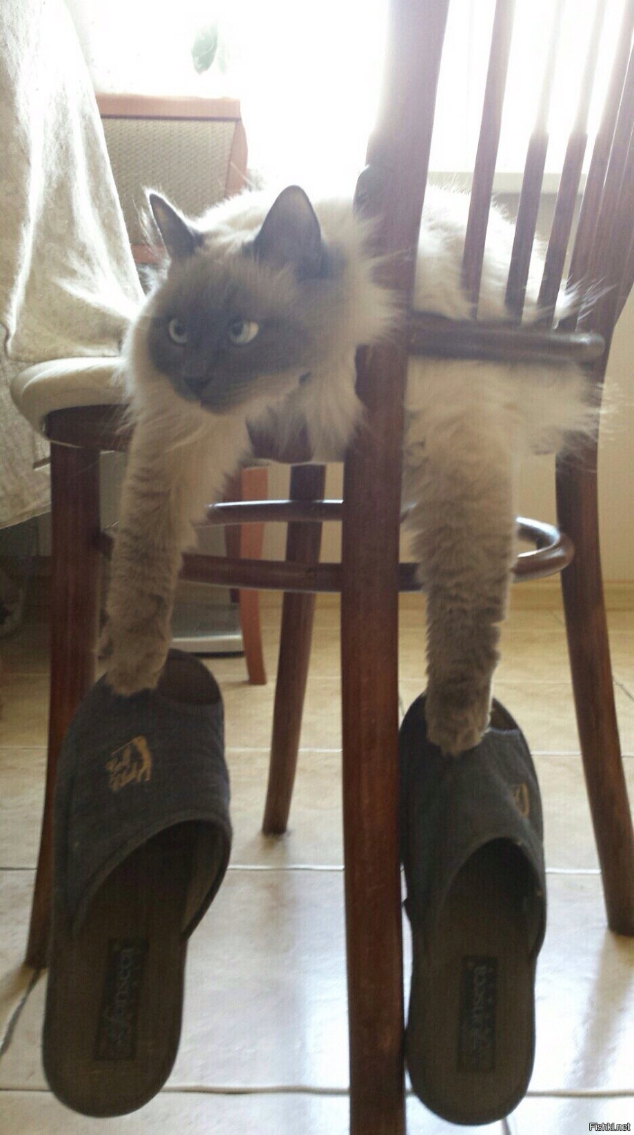 Тапочки коты