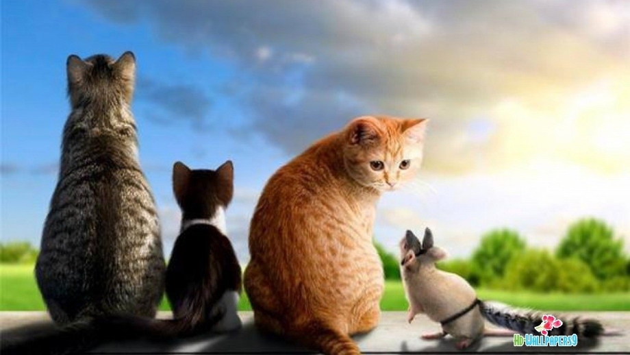 Коты на кухне