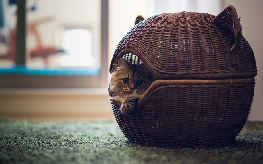 Коты акварелью