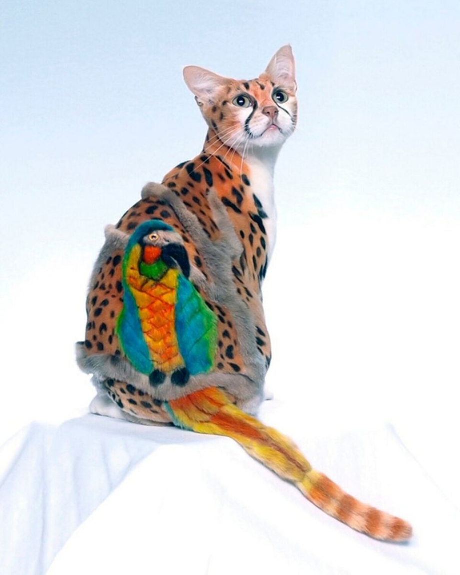 Рекламный Постер с котом