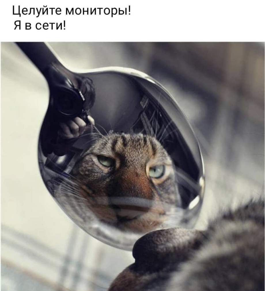 Креативный груминг кошек