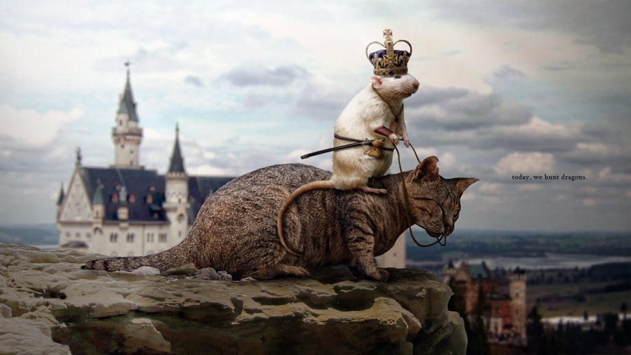 Креативные котики