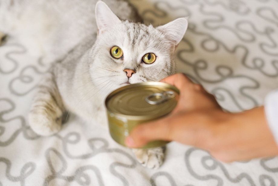 Кошка ест консервы