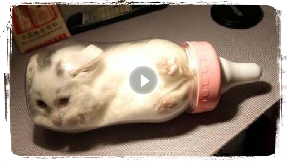 Коты в сосудах
