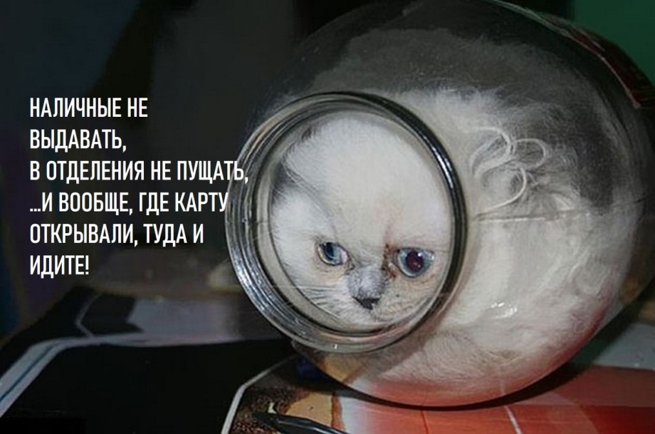 Жидкий кот в банке