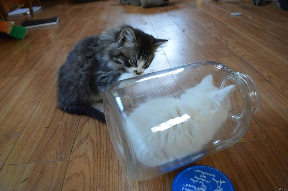 Смешные котята приколы