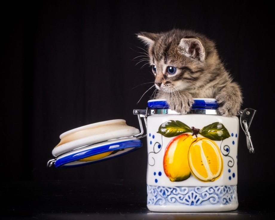 Котенок ест из банки