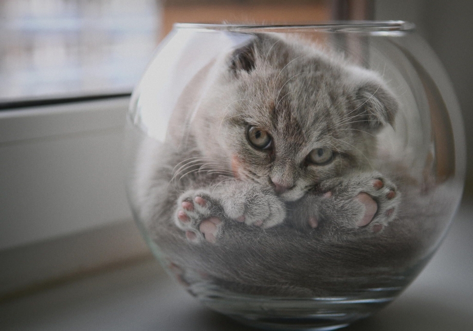 Котенок в бокале