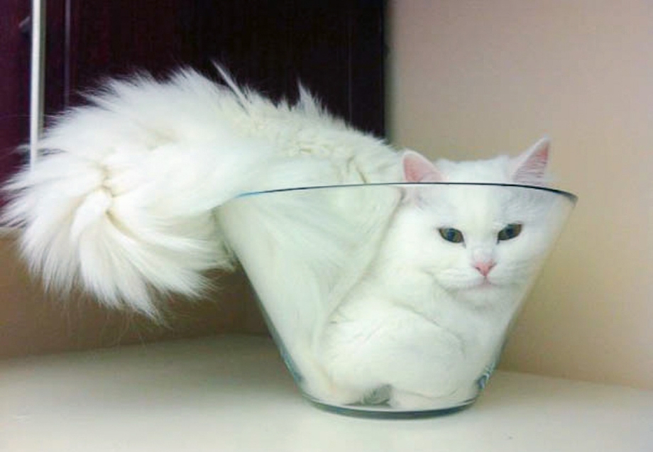 Кошки это жидкость