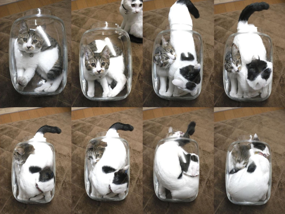 Коты в сосудах