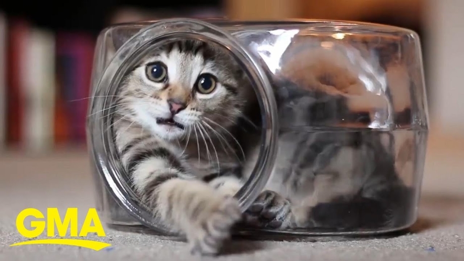 Котик с банкой