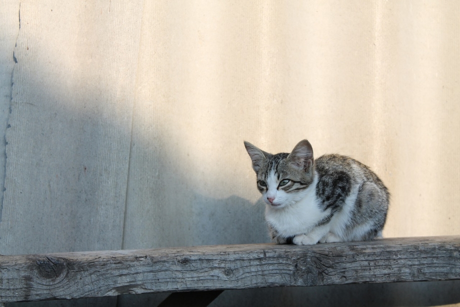 Кошачий банк