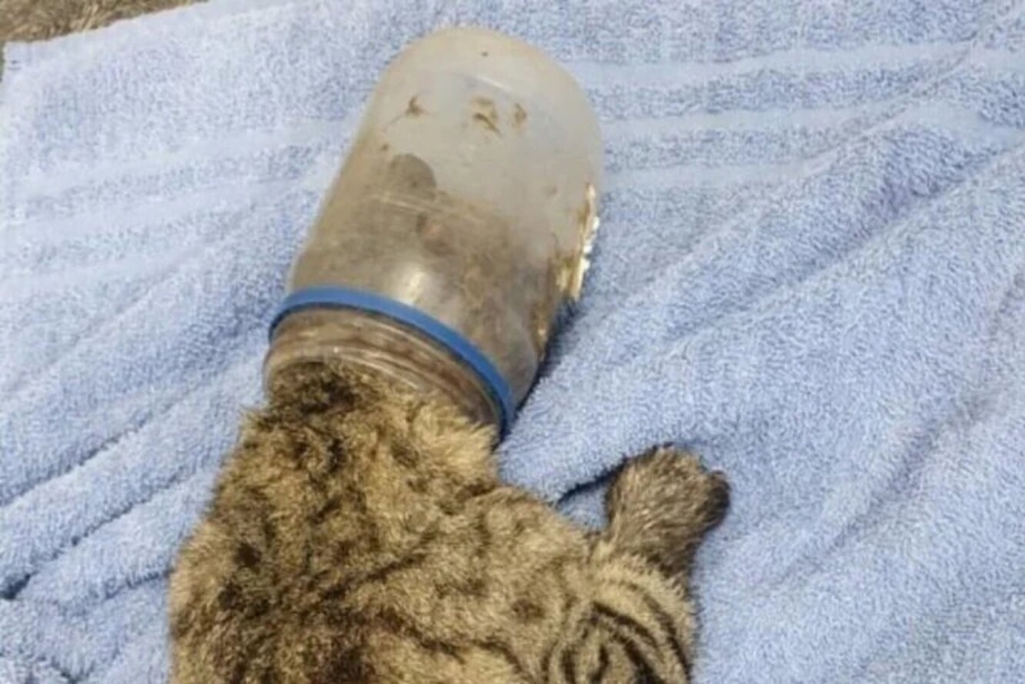 Кот с банкой на голове