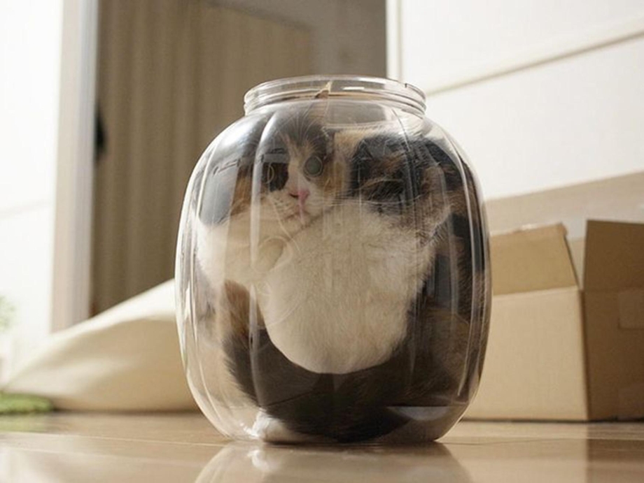 Коты в банках