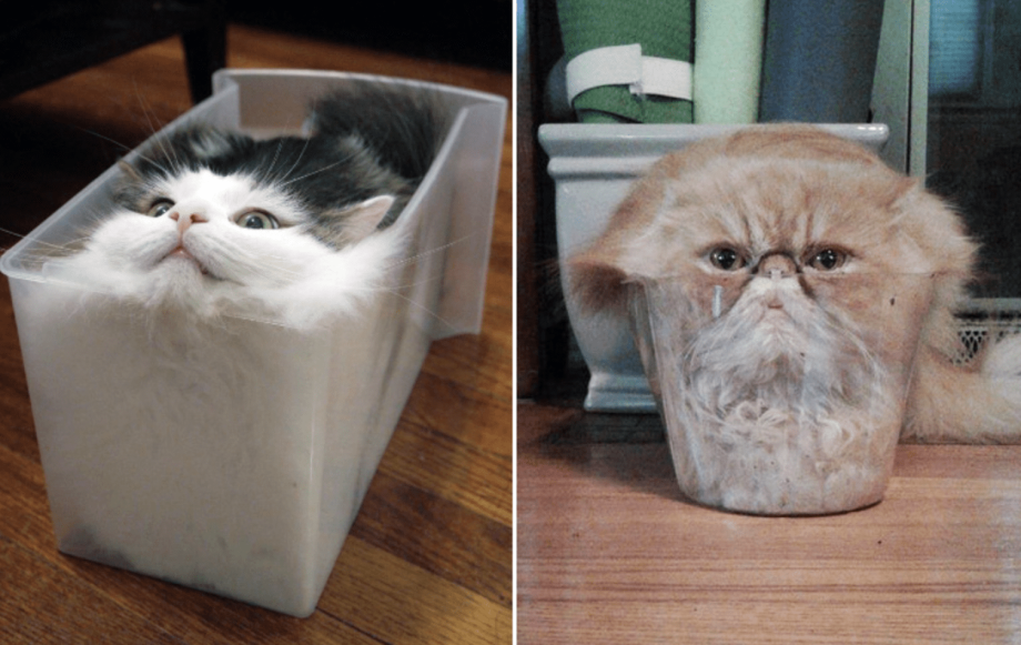 Жидкие котики