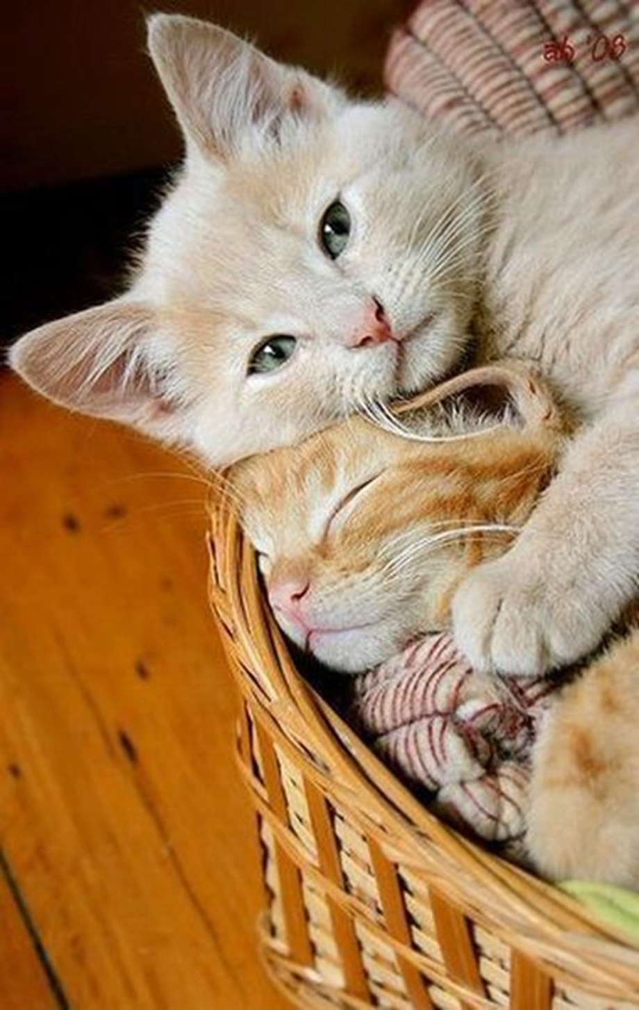 Котики обнимашки