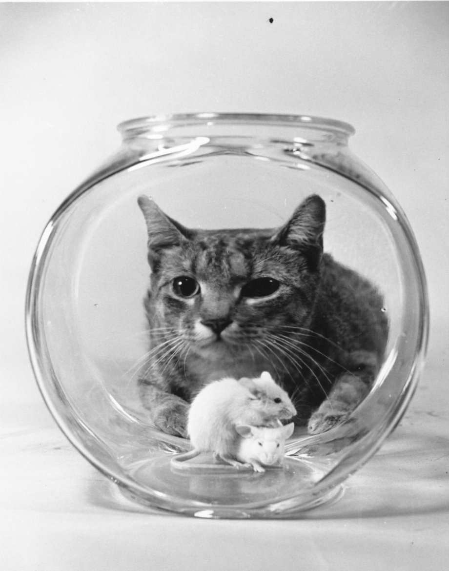 Ретро котики