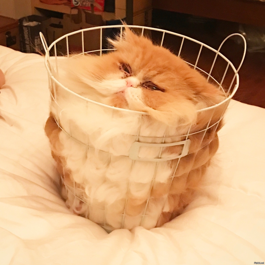 Коты в ёмкости