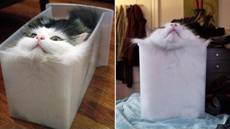 Налейте мне 3 литра котика