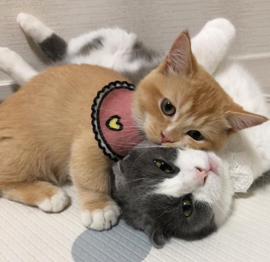 Дружелюбный котик