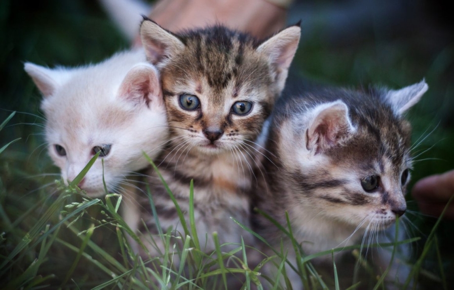 Маленький котенок