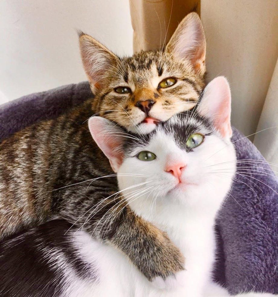 Кошки любовь