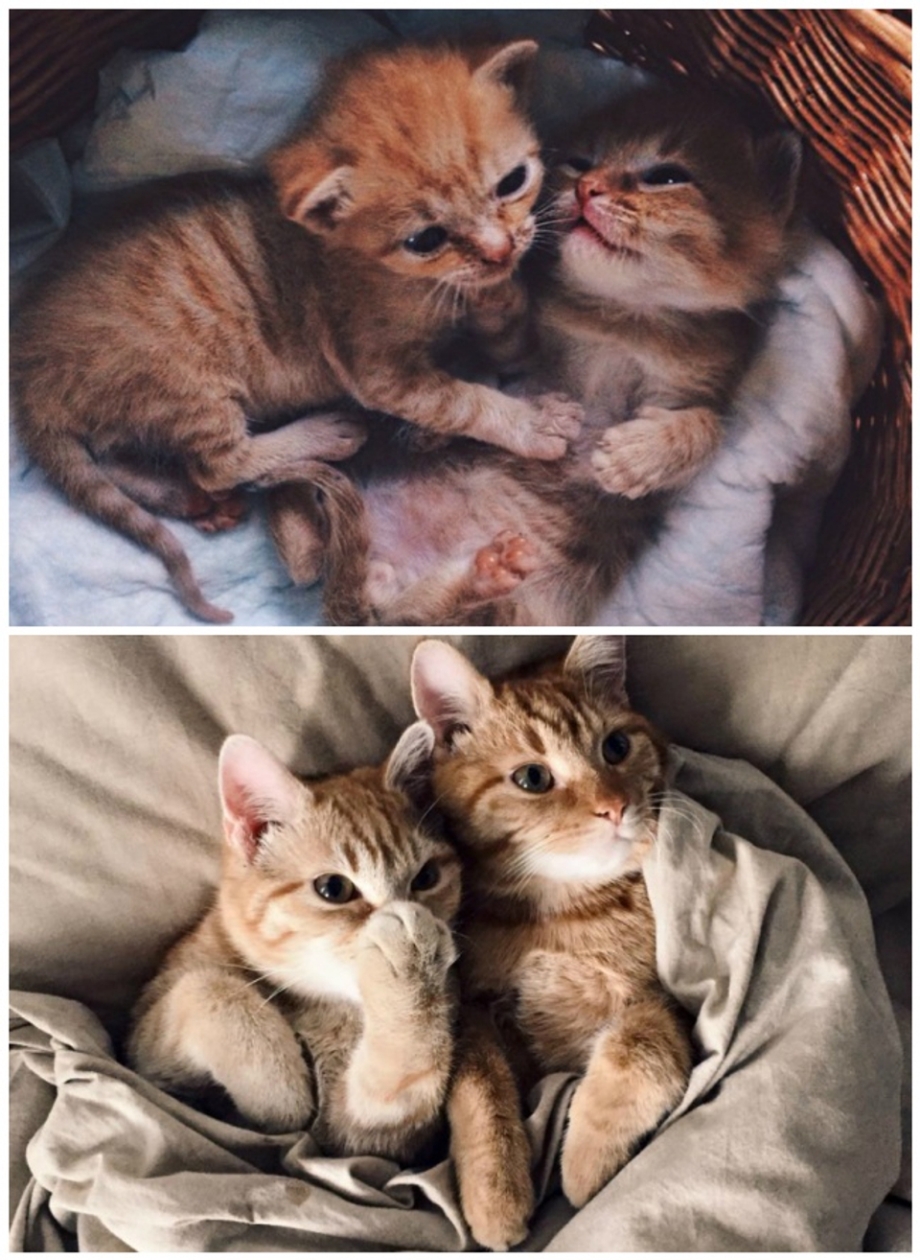Котики вместе