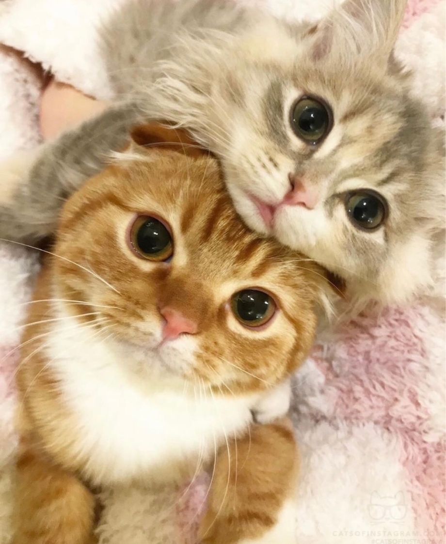 Котики вместе
