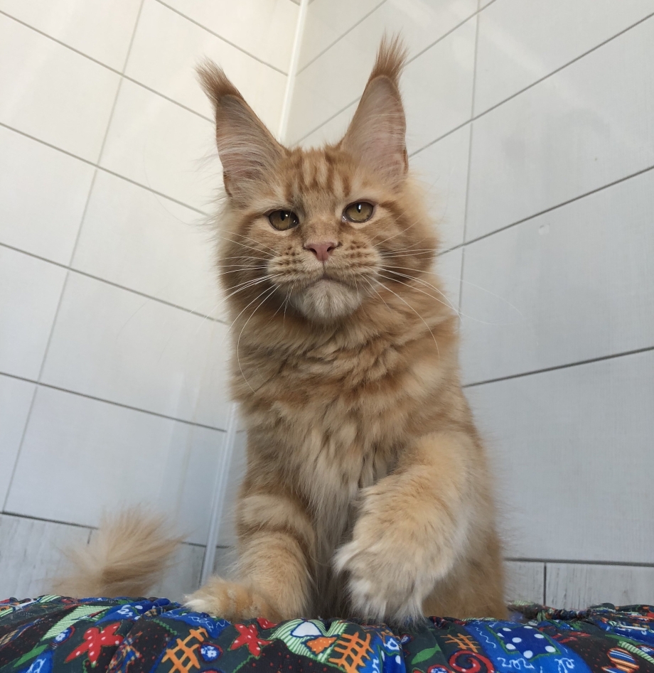 Митя Фомин Мейн кун