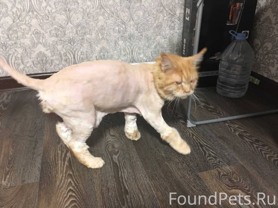 Стрижка Мейн куна под Льва