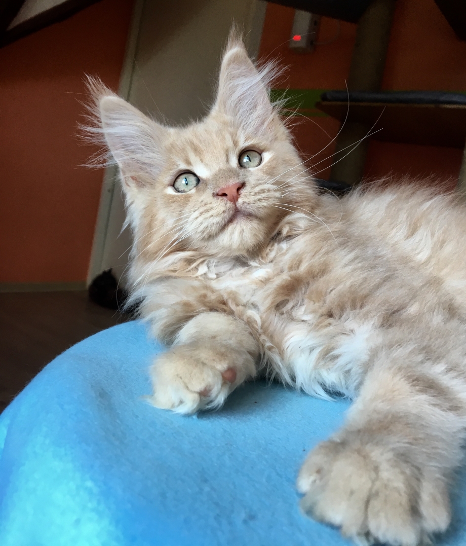 Мейн кун котёнок голубо кремовый