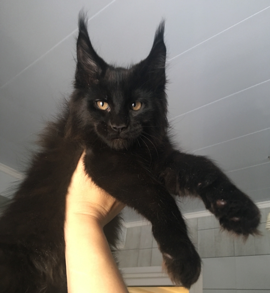 Паша Воля с котом Мейн кун