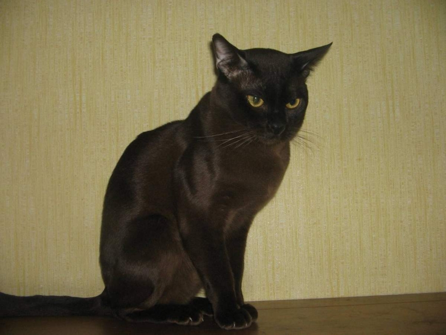 Бурма Соболь кошка