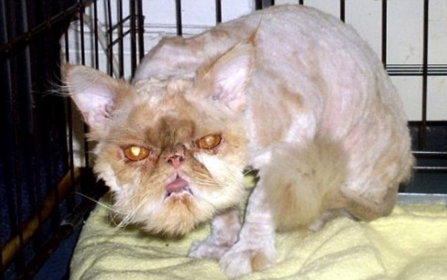 Персидский кот Уилфред