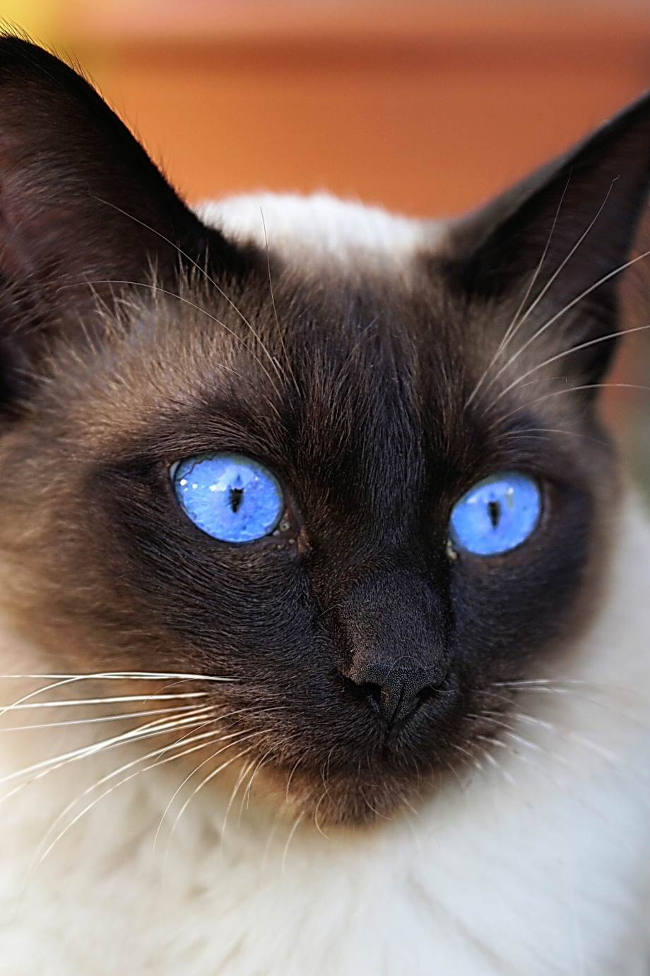 Сиамец кот