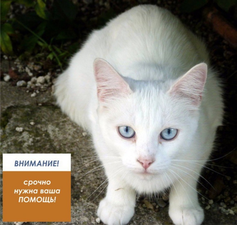 Британская кошка альбинос