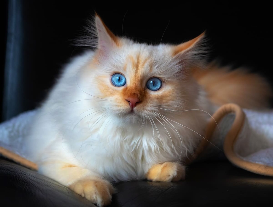 Коты с голубыми глазами