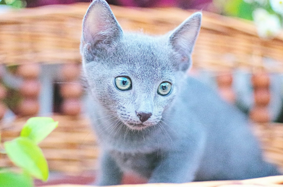Серая голубая кошка