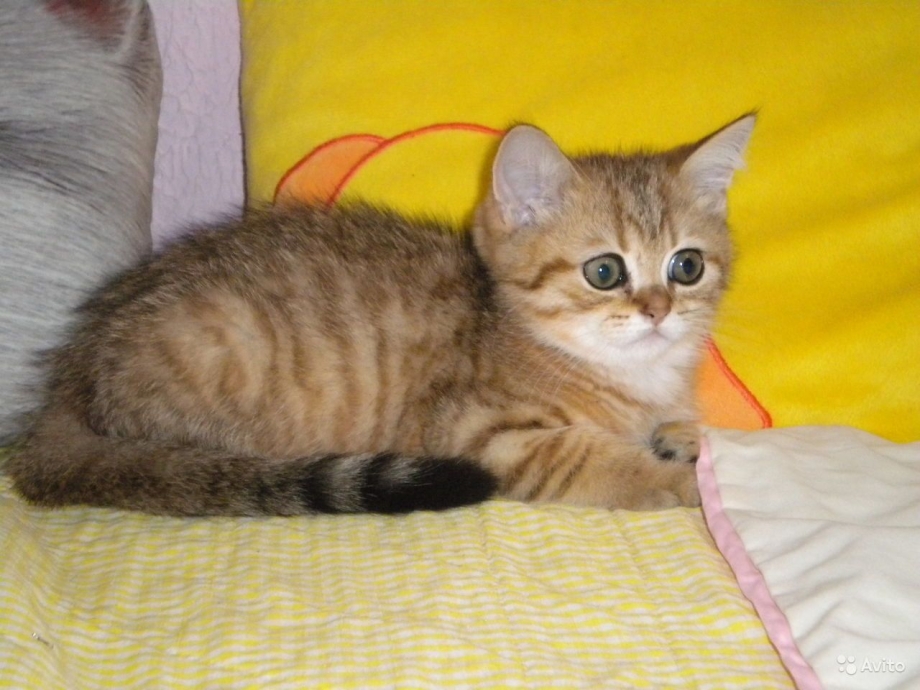 Котята пятно на золоте