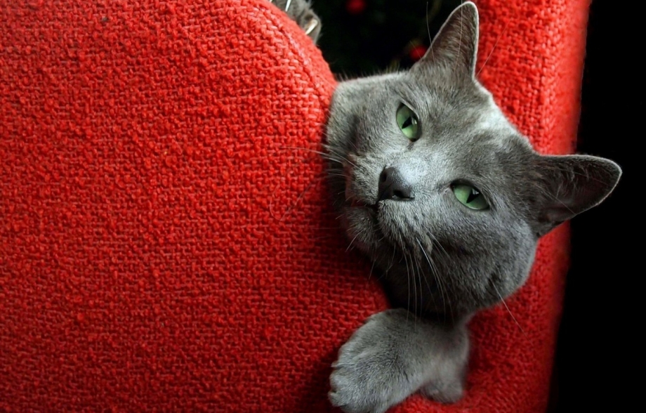Кот царапает диван