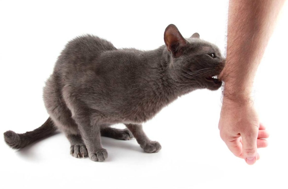 Кусачий кот