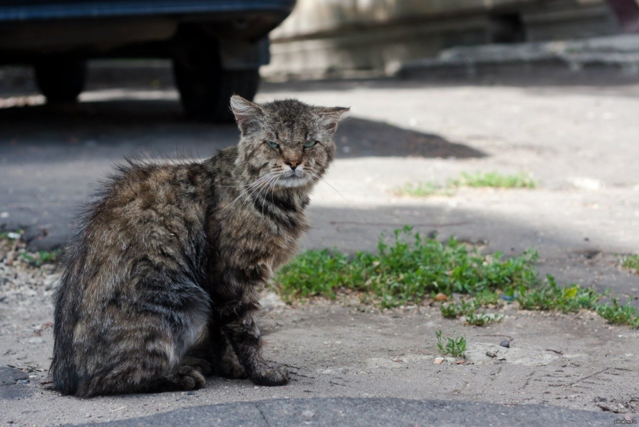 Уличные коты