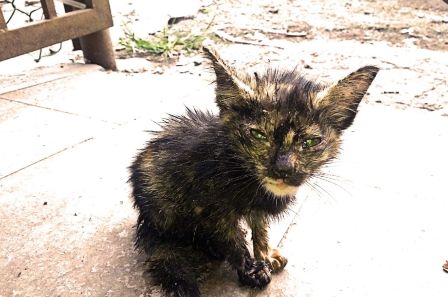 Уродливый кот