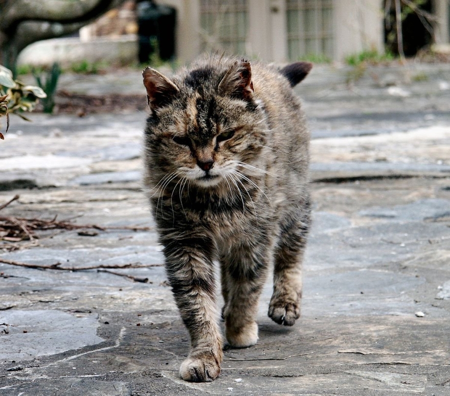 Уличные кошки