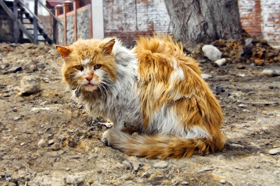 Облезлый кот