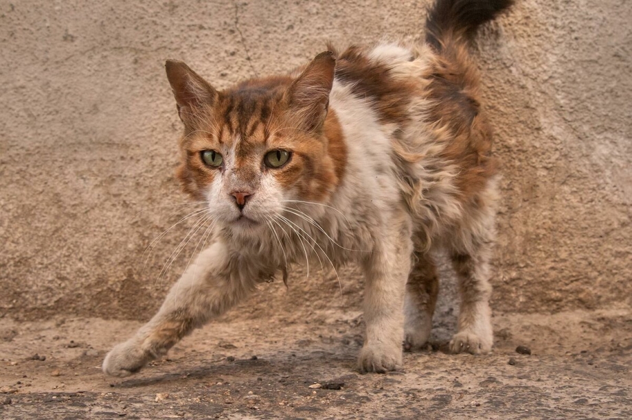 Драная кошка