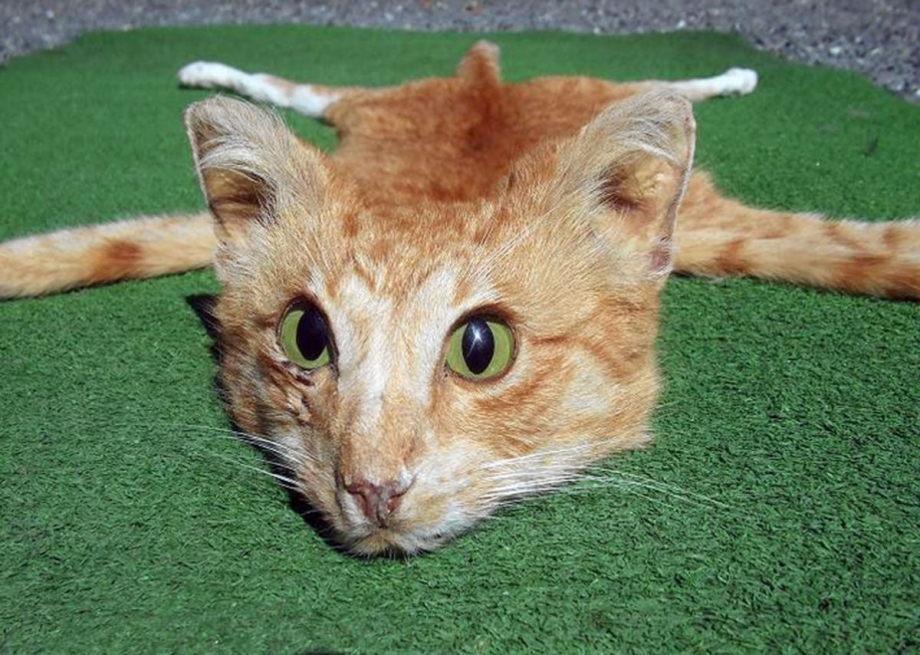 Кошка царапается
