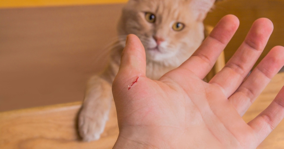Шкура кота