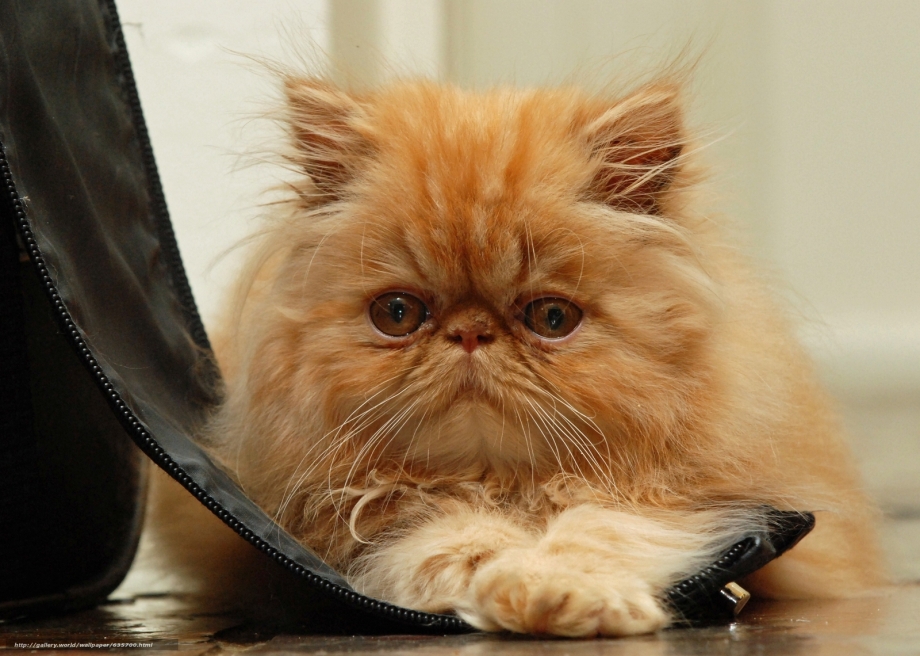 Рыжий персидский кот