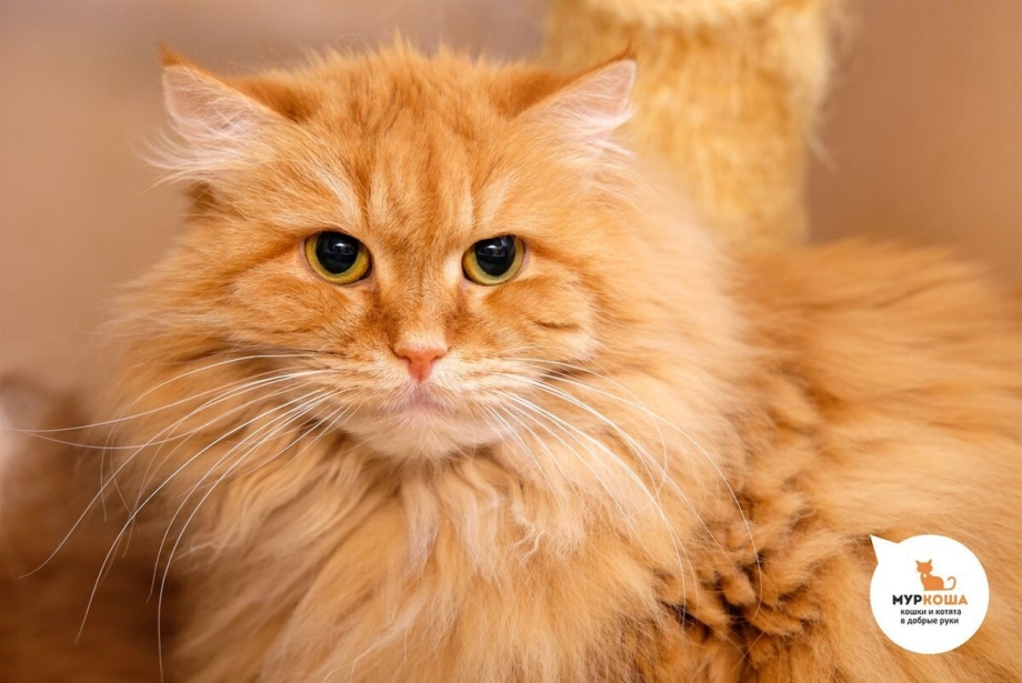Рыжий персидский кот